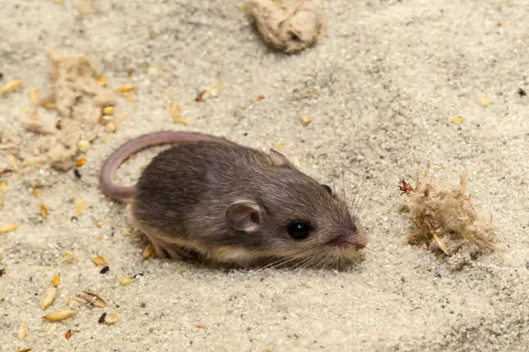 Tiny California mouse wins Guinness award for longevity