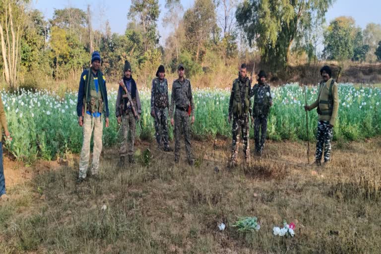 http://10.10.50.75//jharkhand/11-February-2023/jh-sim-02-police-destroyed-opium-cultivation-vis-jh10018_11022023133100_1102f_1676102460_754.jpg