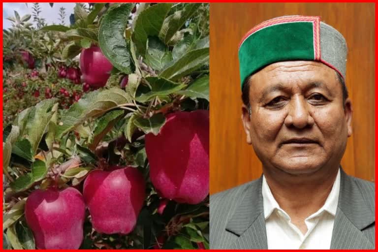 apple growers in Himachal