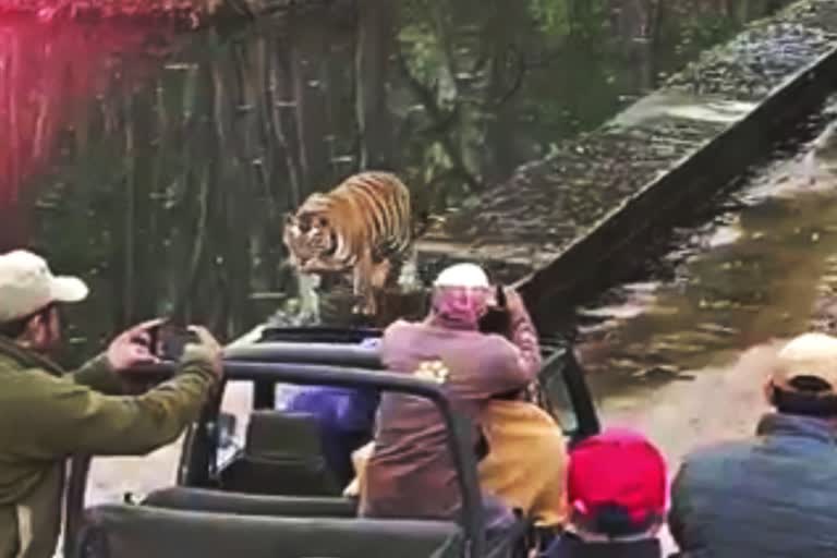 tourist block tigress and cub way video viral