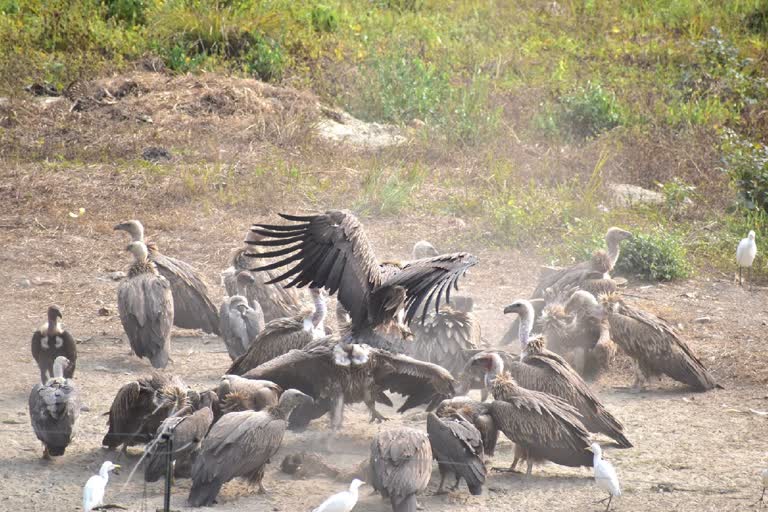 White Backed Vulture