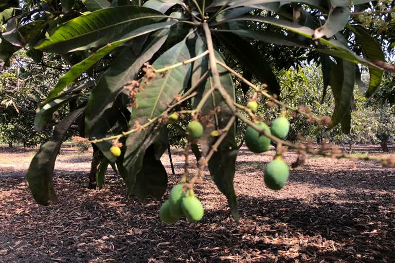 Navsari Mango: સતત અને સખત રીતે બદલતા વાતાવરણને કારણે કેરીના ખેડૂતોની ચિંતા વધી