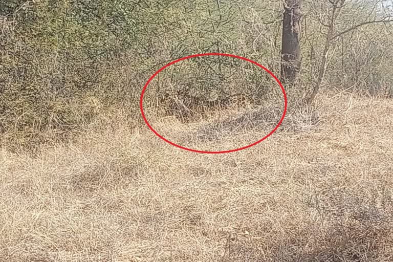 Panther seen in Khetri