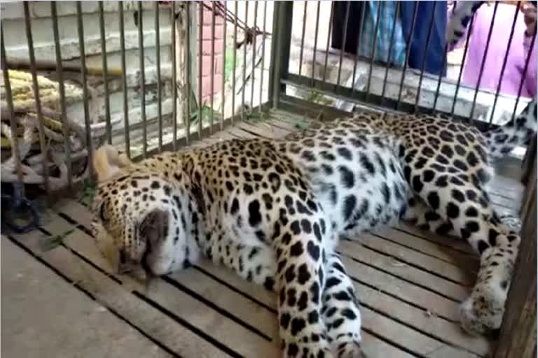 Leopard stuck in wire fence in Tarapur village