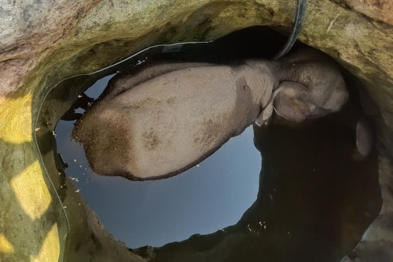 Elephant calf found dead in Kerala's Idukki