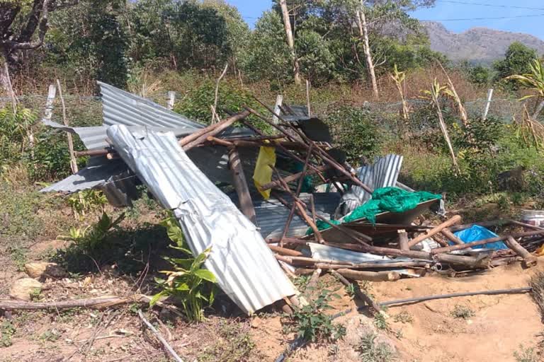 ഇടുക്കിയിൽ അരിക്കൊമ്പന്‍റെ ആക്രമണം  അരിക്കൊമ്പൻ  സൂര്യനെല്ലിയില്‍ വീണ്ടും അരിക്കൊമ്പന്‍റെ ആക്രമണം  അരിക്കൊമ്പന്‍റെ ആക്രമണം  ഇടുക്കി ആന ശല്യം  ഇടുക്കിൽ കാട്ടാന ശല്യം  WILD ELEPHANT ARIKOMBAN ATTACK IN SURYANELLI  WILD ELEPHANT ARIKOMBAN  ARIKOMBAN ATTACK IN IDUKKI