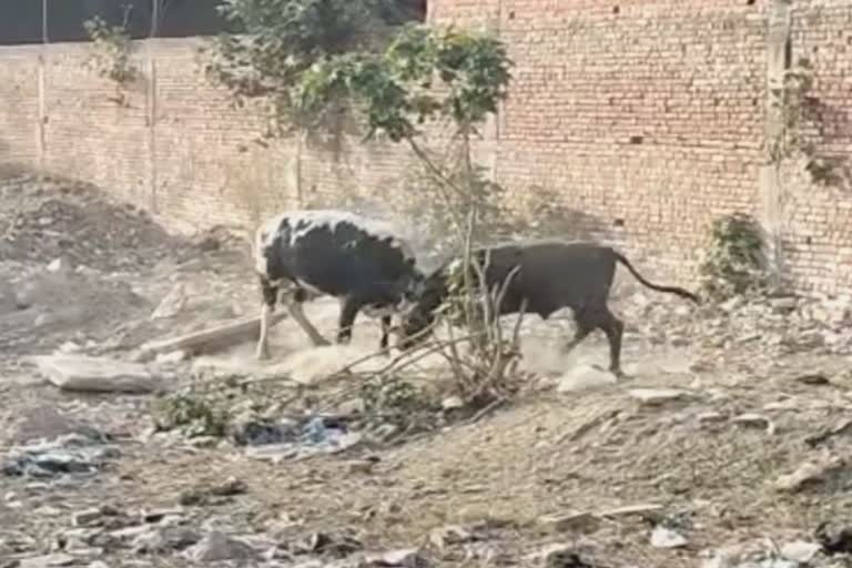 Stray Animals in Moga