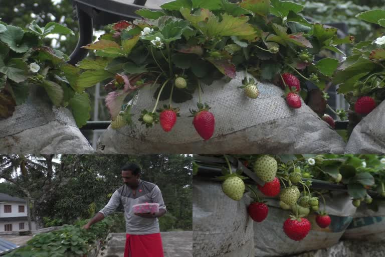 strawberry farming in Terrace Idukki  strawberry farming in Terrace by Sunil Rajakkad  strawberry farming in Terrace  Sunil farming strawberry in Terrace  ടെറസില്‍ ഒരു സ്‌ട്രോബെറി തോട്ടം  സ്‌ട്രോബെറി ചെടികള്‍  സ്‌ട്രോബെറി  കായിക അധ്യാപകനായ സുനില്‍  സുനില്‍ ആണ് ടെറസില്‍ സ്‌ട്രോബറി കൃഷി നടത്തുന്നത്  ടെറസില്‍ സ്‌ട്രോബറി കൃഷി  സ്‌ട്രോബെറി പഴങ്ങള്‍  രാജാക്കാട് സ്വദേശി സുനില്‍  സ്‌ട്രോബെറി തോട്ടം