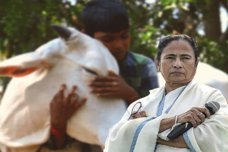 Mamata on Cow Hug Day