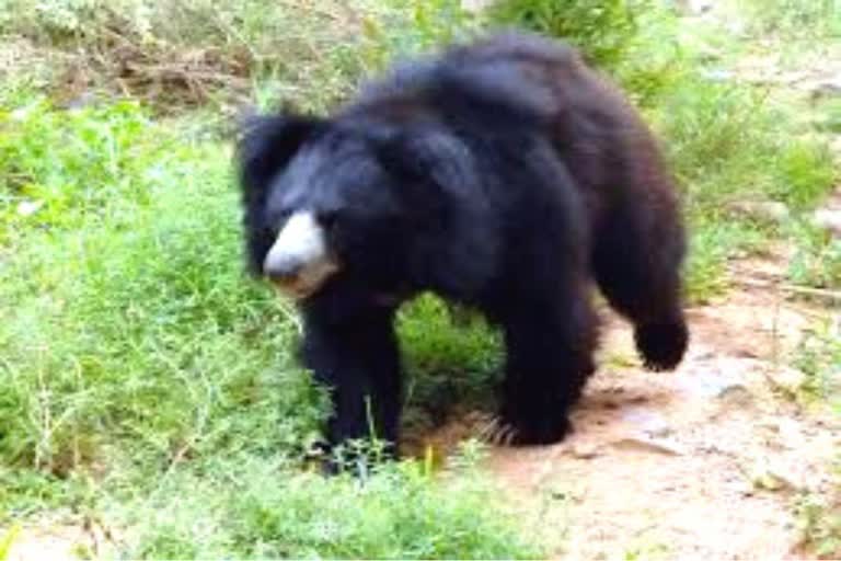 Bear entered house in Kanker