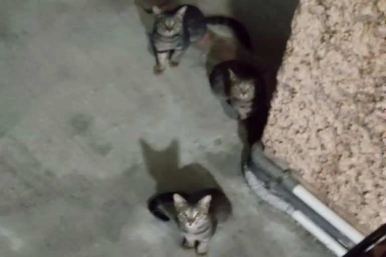 Several cats found died  Several cats found died in apartment  Several cats found died suspiciously  Delhi Sahyog Apartment  Police started Investigation  കറുത്ത പൂച്ചകള്‍  പൂച്ചകള്‍ ചത്ത നിലയില്‍  അന്വേഷണം ആരംഭിച്ച് പൊലീസ്  സഹ്‌യോഗ് അപ്പാര്‍ട്ട്‌മെന്‍റ്  സഹ്‌യോഗ്  പൂച്ചകള്‍ സംശയാസ്‌പദമായ നിലയില്‍ ചത്തു  പൂച്ച