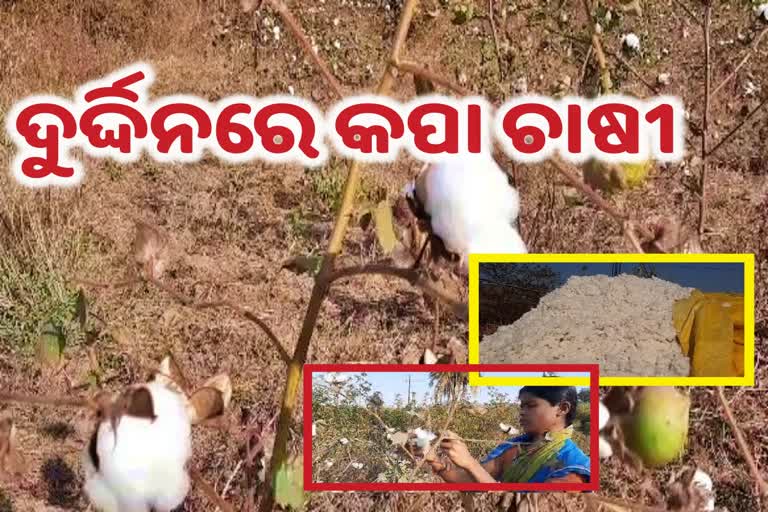 cotton farmers facing many problems in angul