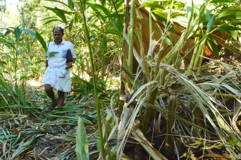 agriculture destroyed  wild elephant attack  idukki wild elephant attack  cardamom plantation in idukki  crops in idukki  wild animal attack  latest news in idukki  latest news today  ഏക്കർ കണക്കിന് കൃഷിനാശം  കാട്ടാന ആക്രമം  ഇടുക്കി പൂപ്പാറ  ഏലം കൃഷി  ചക്കരകൊമ്പന്‍  ഇടുക്കി കാട്ടാന ആക്രമണം  ഇടുക്കി ഏറ്റവും പുതിയ വാര്‍ത്ത  ഇന്നത്തെ പ്രധാന വാര്‍ത്ത