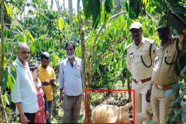Cow killed in tiger attack
