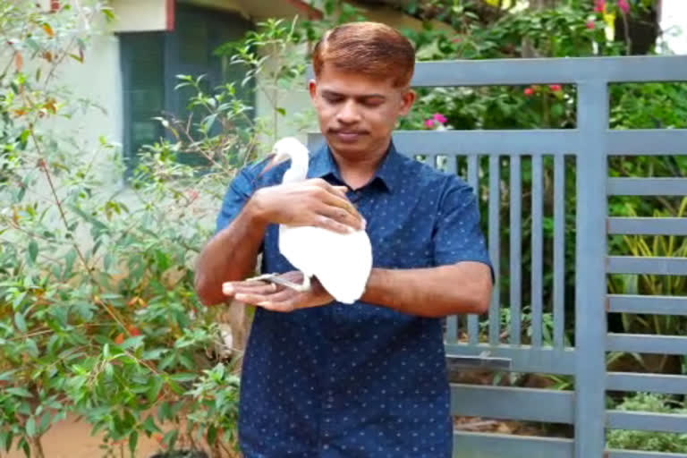 egret  egret at malappuram man house  salim and egret  malappuram  മലപ്പുറം  വീട്ടിലെ വിരുന്നുകാരനായ കൊക്ക്  കൊക്ക്  സലിമിന്‍റെ വീട്ടിലെ കൊക്ക്