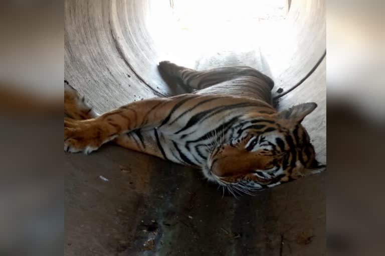Tiger dead body