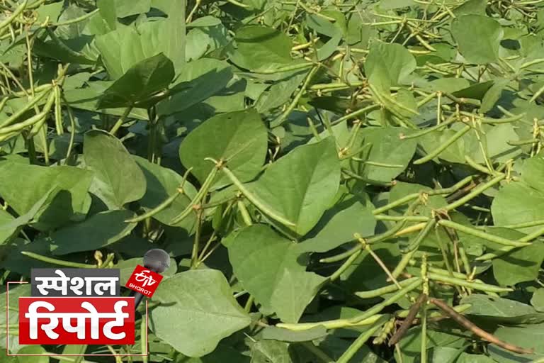 moong dal variety sweta