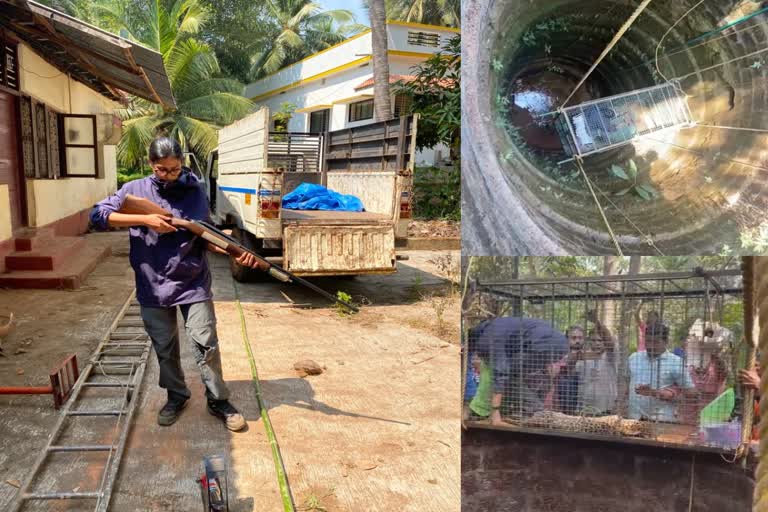 Lady Doctor Saved Leopard Cub In Karnataka