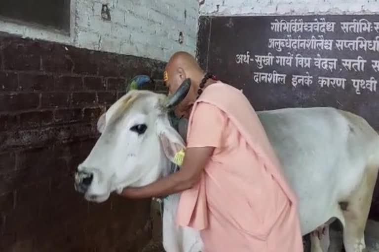 man hugging cow on valentine day