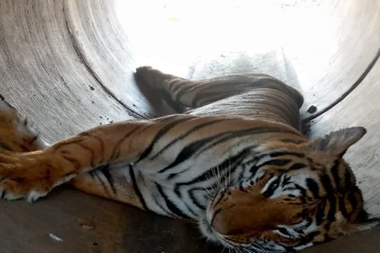 Tiger found dead in Karnataka's Tumkur