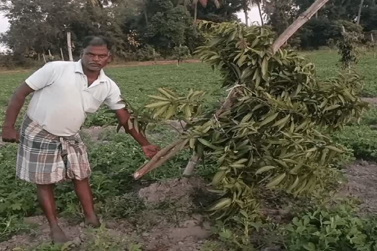 4 ஏக்கர் மாமர செடிகளை வெட்டிய மர்ம நபர்