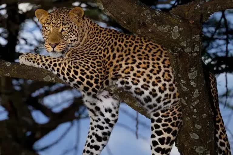 leopard attack in bahraich