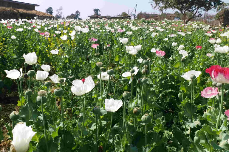 Villagers in Palamu are migrating for poppy cultivation