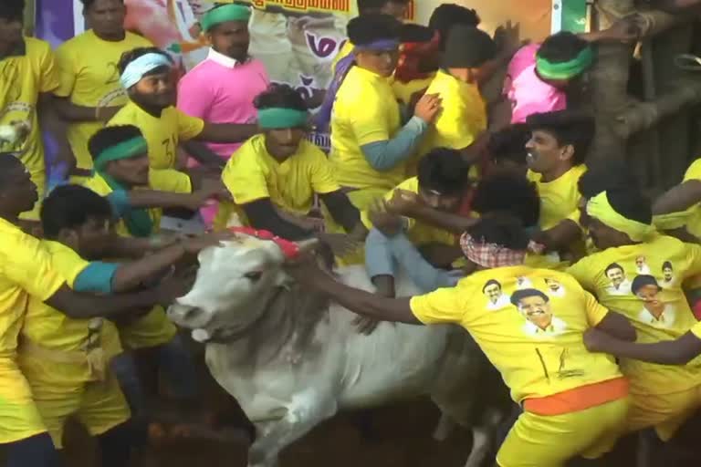 ജല്ലിക്കെട്ട്  തമിഴ്‌നാട്ടിൽ ജല്ലിക്കെട്ട്  theni jallikattu  tamilnadu news  malayalam news  tamilnadu jallikattu  jallikattu  jallikattu in theni tamilnadu  തേനി ജല്ലിക്കെട്ട്  കാളകൂറ്റന്മാർ  പൂരകത്തമ്മന്‍ വല്ലധികാര സ്വാമി  തമിഴ്‌നാട് വാർത്തകൾ