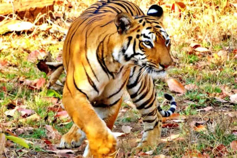 Tiger dead body found in Karauli, seems to be 4 to 5 days old