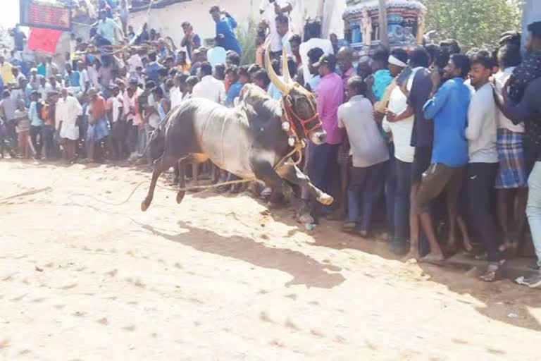 பெரிய ஏரியூர் காளை விடும் விழாவில் 22 பேருக்கு காயம்!