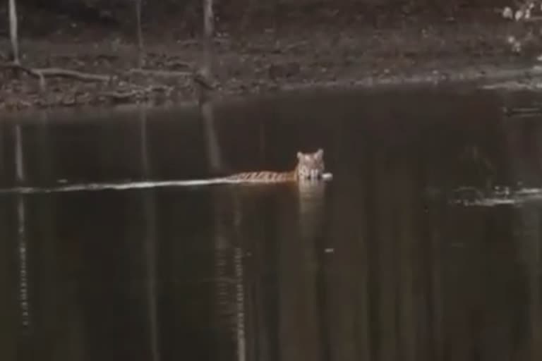 narmadapuram satpura tiger reserve