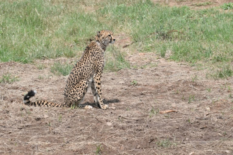 12 more cheetahs being brought to India from South Africa: Minister Bhupendra Yadav