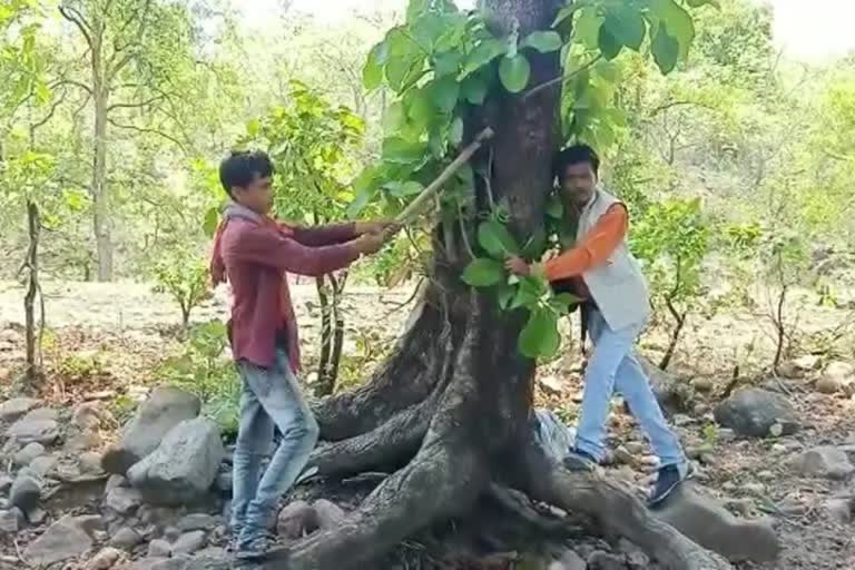 Bakswaha forest for diamond mine