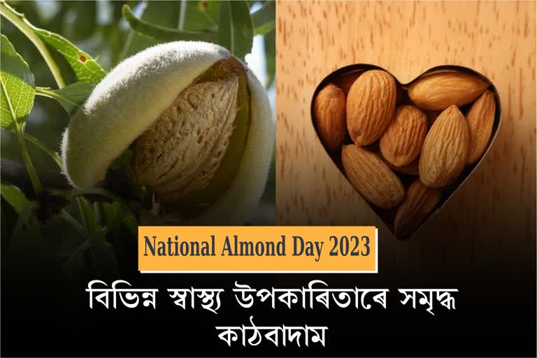 On Almond Day know why it is important to eat this dry fruit every day