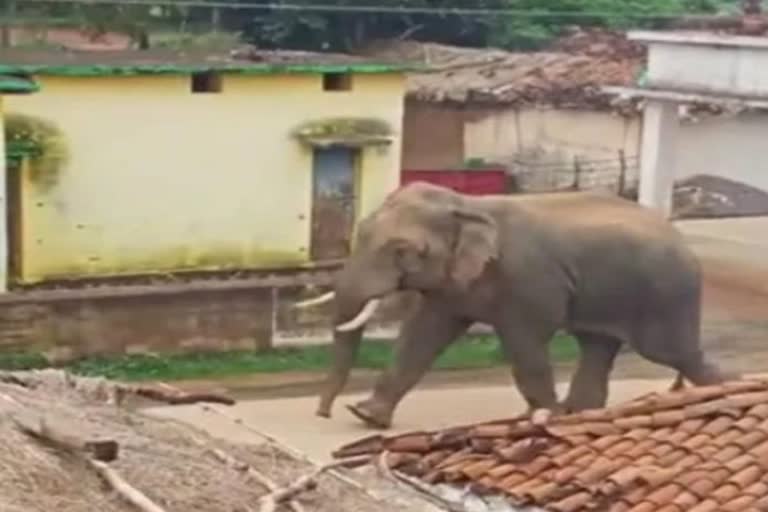 गोरखपुर में यज्ञ के दौरान बिदक गया हाथी
