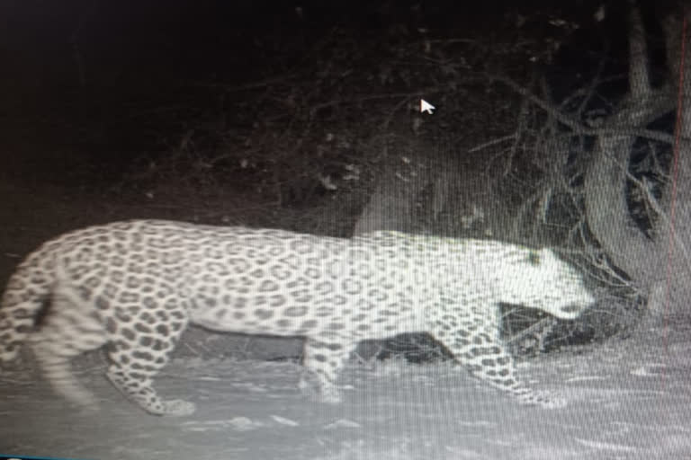 movement of panther in Ghana, hunted chita