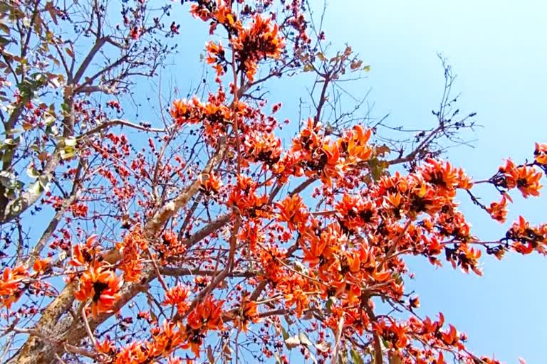 Palash Flower: ফাগুনে পলাশের আগুনের হাতছানি পুরুলিয়ায়