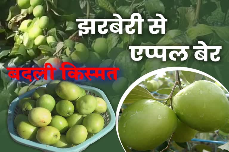 apple plum cultivation sagar