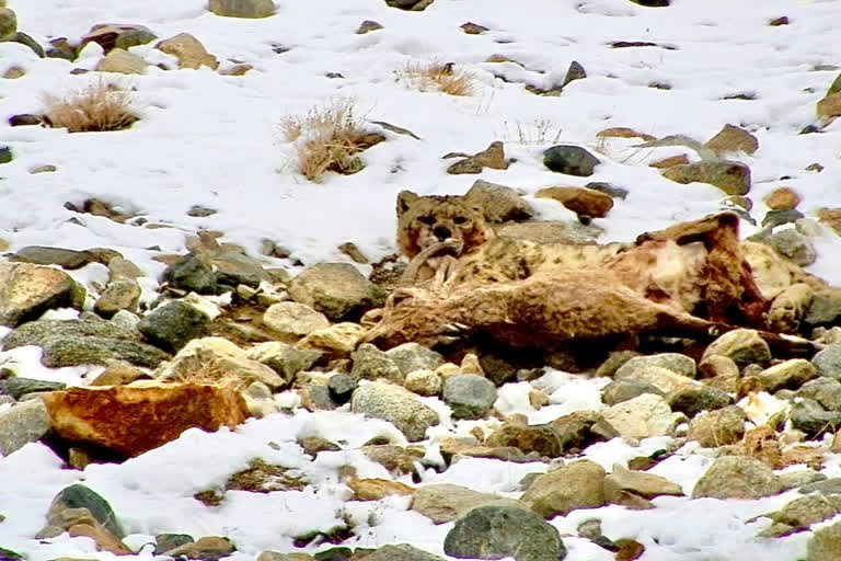 'Grey ghost' spotted with its prey near Srinagar-Leh National Highway