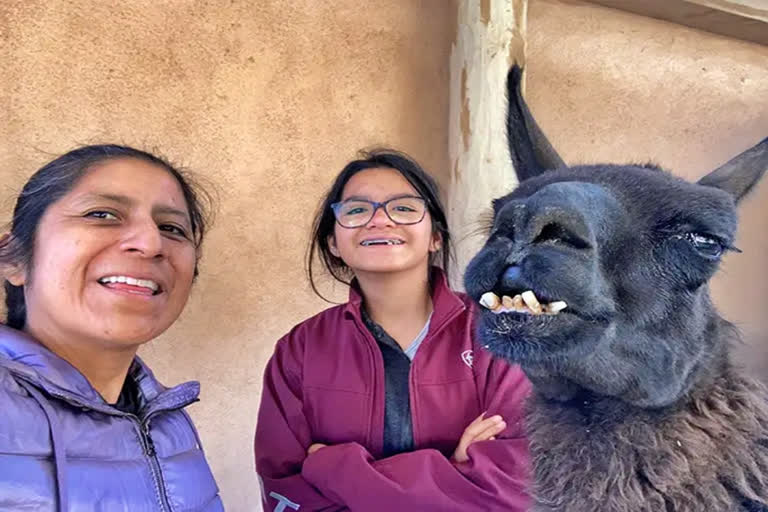 This camelid is the oldest one living in captivity. He was born in USA on January 27, 1996. He is currently owned by the couple Andrew Thomas - Jill "Kee" Straits and their daughter Samibha "Sami" Straits.