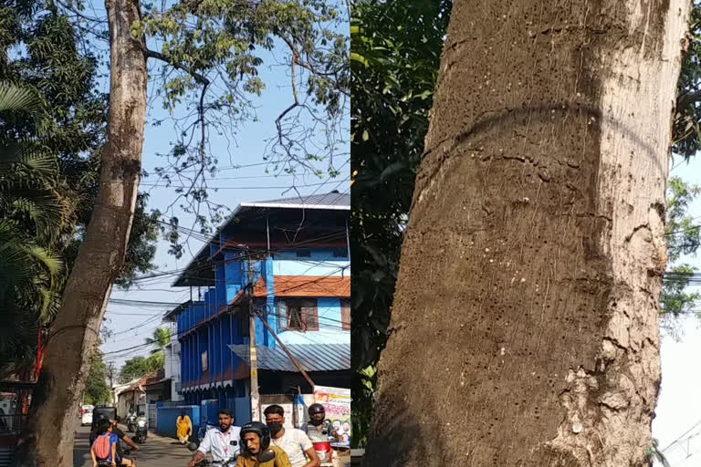 kapok tree  thiruvananthapuram  thiruvananthapuram kapok tree  40 year old kapok tree in road side  kerala news  thiruvananthapuram news  പഞ്ഞിമരം  അപകട ഭീഷണിയായ പഞ്ഞിമരം  പേട്ട  കൈതമുക്ക്  അപകട ഭീഷണിയായ പഞ്ഞിമരം