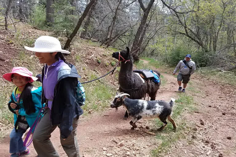 Meet Dalai Llama, oldest of his species ever; officially this camelid is 27-years-old