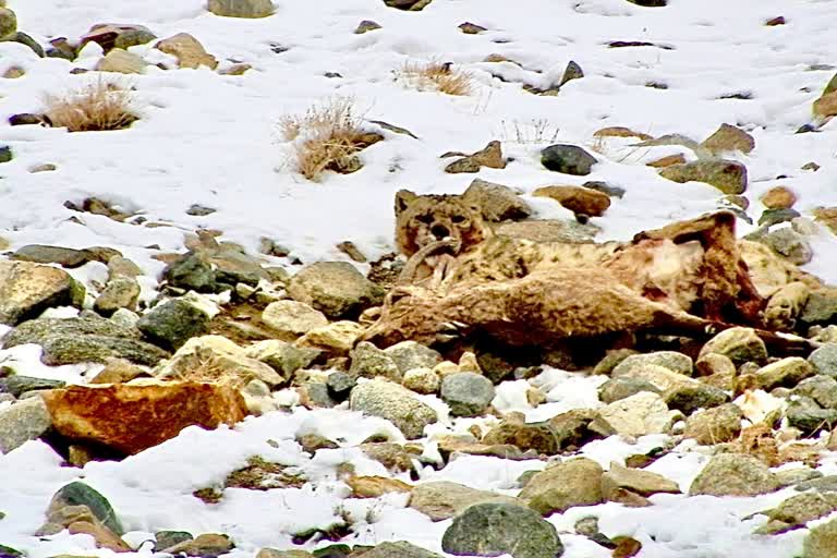 Snow Leopard