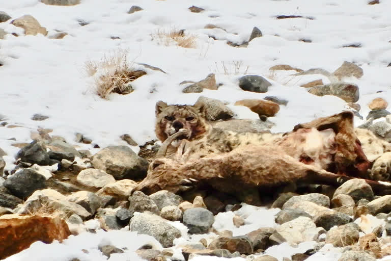 Snow leopard spotted hunting Srinagar Leh Highway  Snow leopard consumes its prey  Snow leopard spotted in Srinagar  Snow leopard eats blue sheep  Grey ghost spotted with its prey  Grey ghost  Grey ghost snow leopard spotted with its prey  പര്‍വതങ്ങളിലെ പ്രേതം  ഹിമപ്പുലി  ഹിമപ്പുലി ആടിനെ കൊന്ന് ഭക്ഷിക്കുന്ന ദൃശ്യം  ഹിമപ്പുലിയുടെ ദൃശ്യം  snow leopard  snow leopard video  snow leopard photos