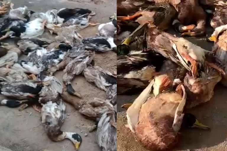 changanassery kottayam  ducks were poisoned hundred dies  കോട്ടയം ചങ്ങനാശേരി  100 താറാവുകളെ വിഷം നല്‍കി കൊന്ന നിലയില്‍  കോട്ടയത്ത് താറാവുകളെ വിഷം നല്‍കി കൊന്നു  താറാവുകളെ ചത്ത നിലയിൽ കണ്ടെത്തി  താറാവുകളെ വിഷം നല്‍കി കൊന്ന നിലയില്‍