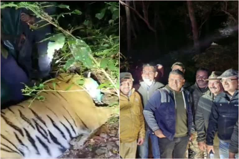 Corbett Park man eating tiger captured