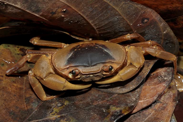 Discovery of a new species of crab