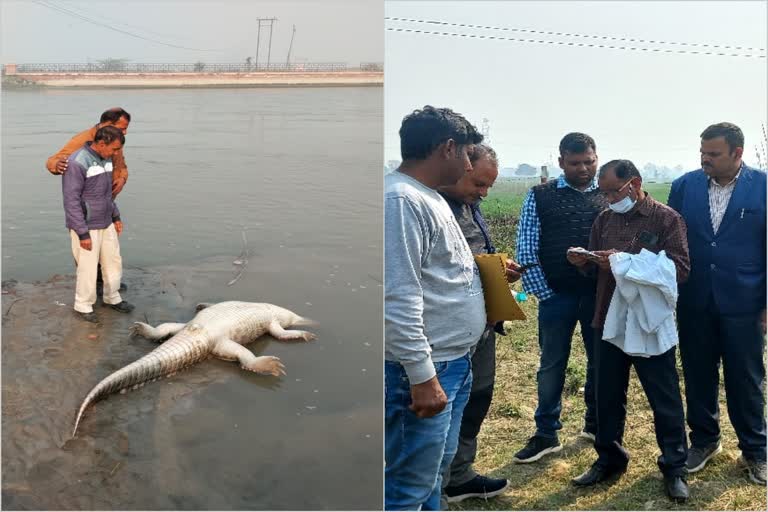 Crocodile dies after eating peacock in Kasganj  Crock devours peacock at Hazara canal  Croc dies of suffocation in Kasganj  Croc ingests peacock in Kasganj leading to death  Crocodile died  national news  മുതല  Crocodile  ഹസാര കനാലിന്‍റെ തീരത്ത് മുതല  മുതല ചത്തനിലയിൽ  മുതലയുടെ വയറ്റിൽ മയിലിൽ  മുതലയുടെ ജഡം  ദേശീയ വാർത്തകൾ