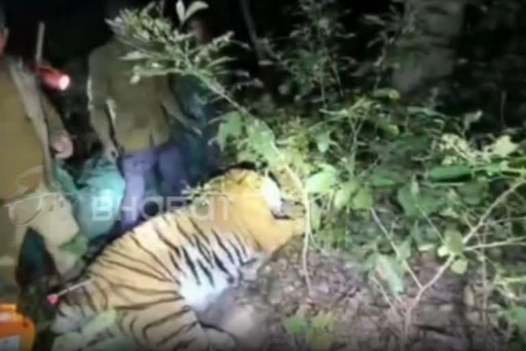 Tiger tranquillized  and captured near Corbett National Park