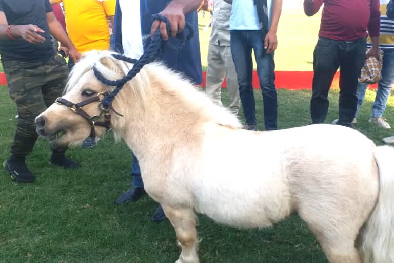 World Smallest Horse in Jodhpur